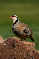 Chukar, a beautifulgame bird, living in the wild.