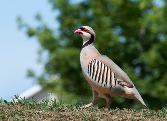 Chukar, a beautifulgame bird, living in the wild.
