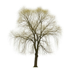 tree isolated on white background