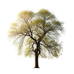 tree isolated on white background