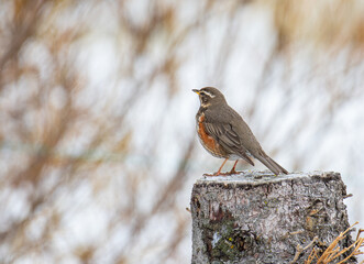 Redwing bird in the beautiful nature