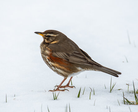 Redwing bird in the beautiful nature