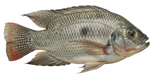 A detailed illustration of a Nile tilapia (Oreochromis niloticus) on a transparent background, seen from the side.