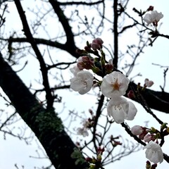 桜の開花と枝