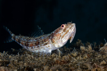 Venomous greater weever