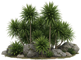 Obraz premium A transparent PNG of a small cluster of Yucca plants and rocks