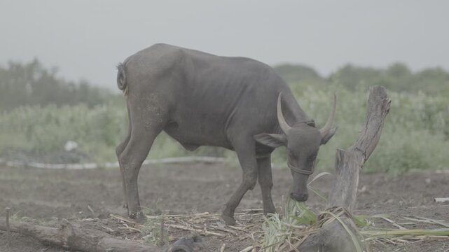 indian Buffalo Feeding in Farmland &ndash; 4k 10bit 4:2:2 slog3 unedited clip