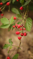 Obraz premium Wild Red Berries in the Forest
