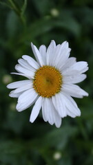 Obraz premium Close-up White Daisy Flower on Dark Background