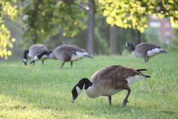 Canada Geese Grazing on Grass