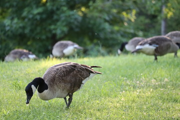Canada Geese Grazing on Grass