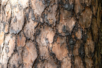 Pine tree bark texture