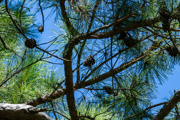 Pine cones in a pine tree