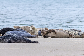 Grey Seal (Halichoerus grypus) &ndash; Common along North Atlantic coasts including Ireland's eastern shores