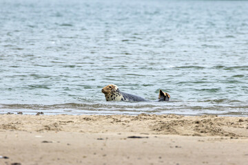Grey Seal (Halichoerus grypus) &ndash; Common along North Atlantic coasts including Ireland's eastern shores