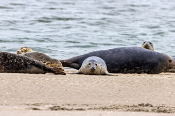 Grey Seal (Halichoerus grypus) – Common along North Atlantic coasts including Ireland's eastern shores