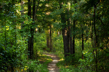 sunlight late in evening through the woods