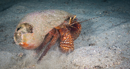 Giant hermit crab in Ilha Grande