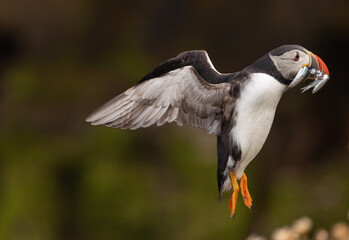 Puffin Carrying Fish in Flight over Cliffs, Orkney Scotland