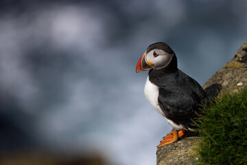 Puffin Perched on Cliffs, Orkney Scotland