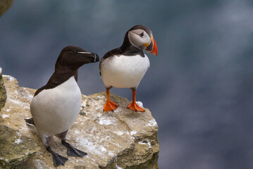 Puffin and Razorbill Perched on Cliffs, Orkney Scotland