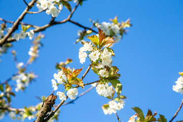 detail of blooming apple or cherry fruit i