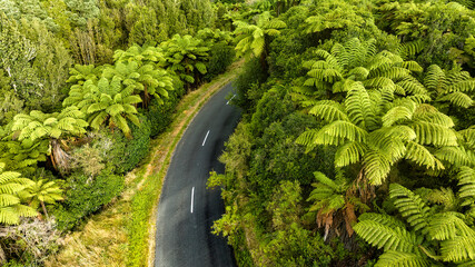Drone  view of road winding through native Ponga tree ferns