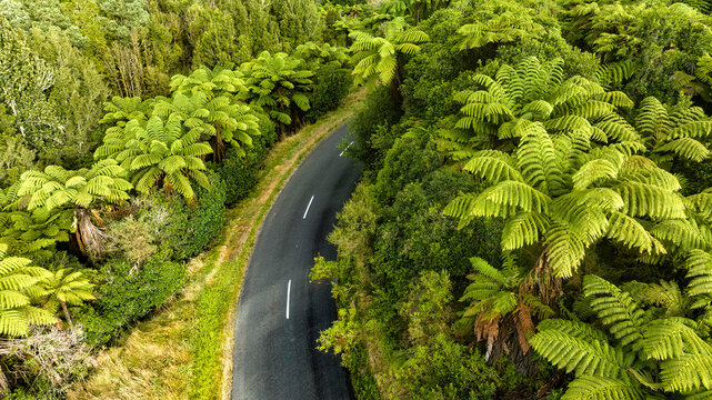 Drone  view of road winding through native Ponga tree ferns
