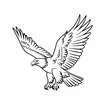 Clean and modern vector  detailed line art drawing of flying bald eagle with outstretched wings for coloring pages and clip art use