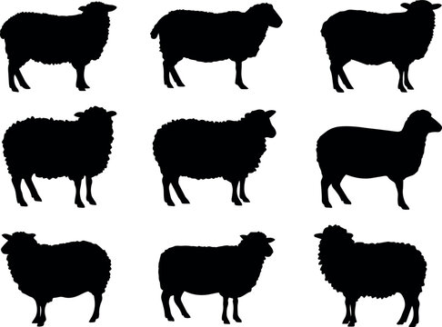 Clean and modern vector  sheep silhouette vector art farm animal illustration livestock design graphic template ewe lamb ram wool farming 100