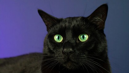 Close-up of a black cat with vibrant green eyes