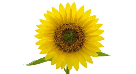 Fototapeta premium Vibrant yellow sunflower blooming brightly with detailed center and green leaves against a clean white background
