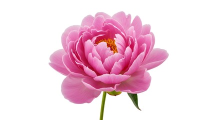 Fototapeta premium Stunning vibrant pink peony flower in full bloom with delicate petals and a golden center, perfect for spring and floral designs