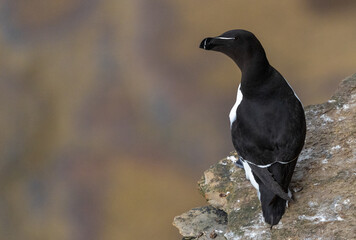 Obraz premium Razorbill Perched on a Cliff, Orkney, Scotland