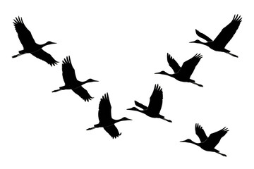 Obraz premium Flock of cranes flying with transparent background