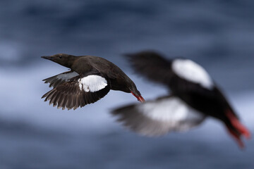 Black Guillemots in Flight over the Sea, Orkney, Scotland