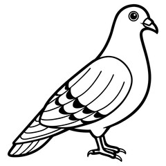 Vector art of a graceful pigeon with detailed feathers is isolated on white background, showcasing its natural beauty and urban adaptability