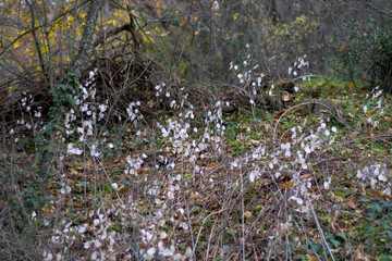 Wild honesty plants with translucent seed pods in forest undergrowth