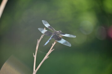 Dragonfly