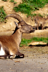 Alpensteinbock ruht in nat&uuml;rlicher Umgebung &ndash; Wildtier der Alpen in Ruhe und St&auml;rke