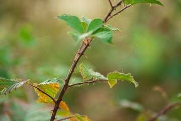  Blackberry Leaves with Thorns and Spiderweb