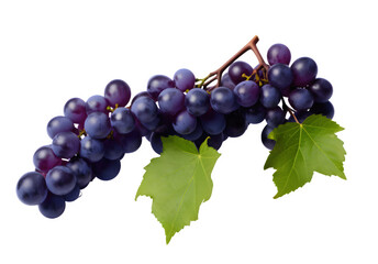 Fototapeta premium Fresh Bunch of Purple Grapes with Green Leaves, a Healthy and Delicious Snack