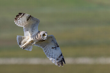 Short-Eared Owl in Flight over Fields, Orkney, Scotland