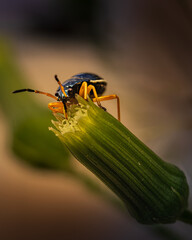 Macro shot of a metallic leaf beetle feeding on a flower bud