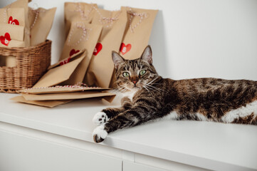 Funny cat near advent calendar bags for christmas. winter holidays traditions