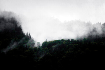 Steilhang im Nebel – dramatische Waldkante trifft weiße Leere