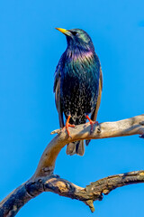 Common Starling on tree branch glistening in the morning light
