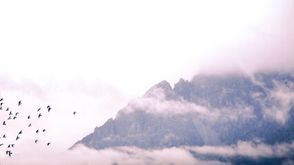 Vögel im Flug vor nebelverhülltem Bergpanorama