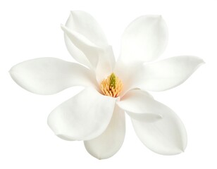 Obraz premium Close-up of a pristine white magnolia flower (2)
