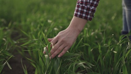 Farmer hand touches green leaves of young wheat in the field, the concept of natural farming,...